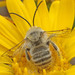 Pale-marked Long-horned Bee - Photo (c) K Schneider, some rights reserved (CC BY-NC), uploaded by K Schneider
