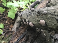 Daldinia concentrica image