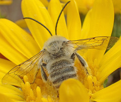 Melissodes pallidisignatus