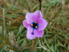Aristea cantharophila