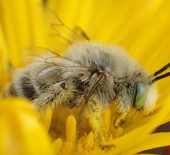 Melissodes pallidisignatus
