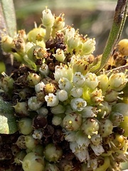 Cuscuta coryli