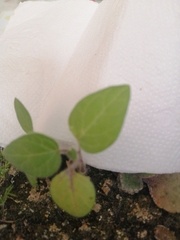 Magnoliopsida