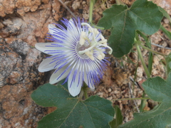 Passiflora arizonica