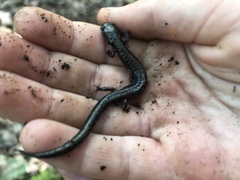 Plethodon sherando