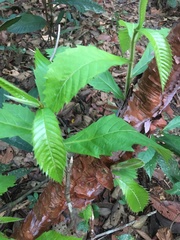 Doliocarpus