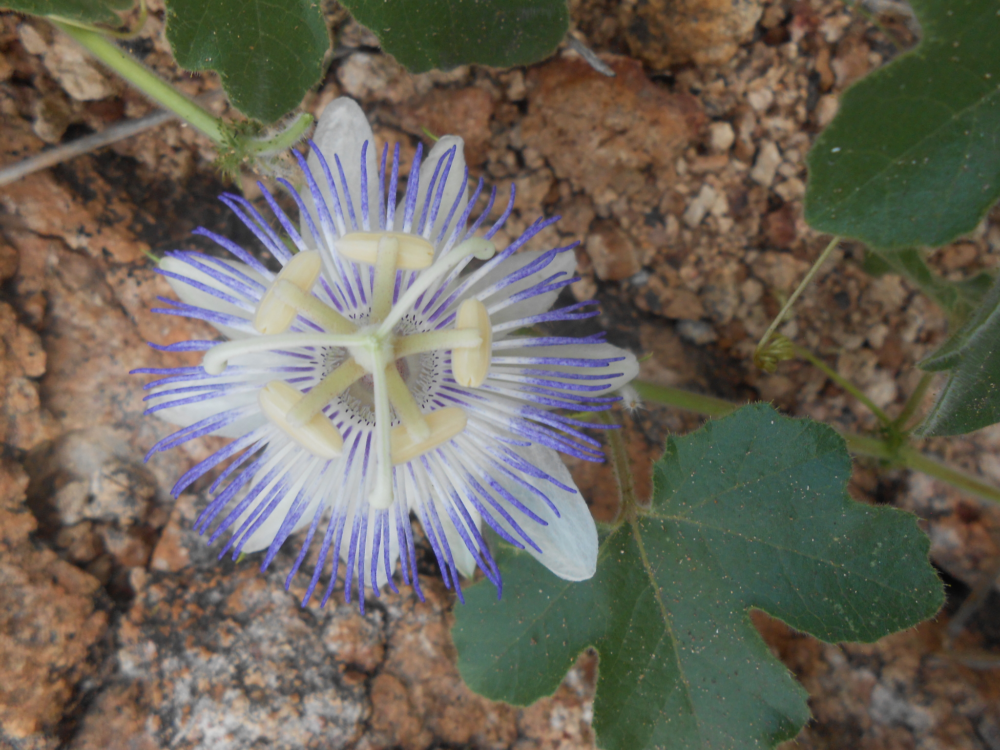 Passiflora arizonica