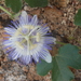 Passiflora arizonica - Photo (c) Carlos A. Galaz-Samaniego, μερικά δικαιώματα διατηρούνται (CC BY-NC), uploaded by Carlos A. Galaz-Samaniego