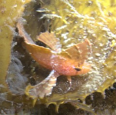 Cristiceps aurantiacus