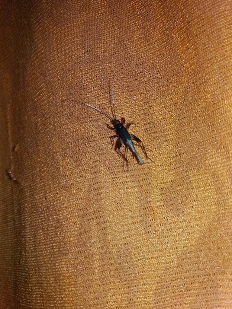 Adelosgryllina