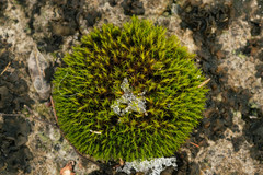 Schistidium crassipilum