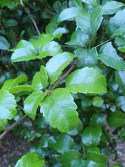 Rubus australis