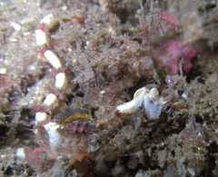 Idiotropiscis lumnitzeri