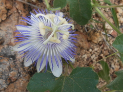 Passiflora arizonica