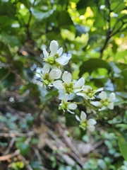 Rubus australis