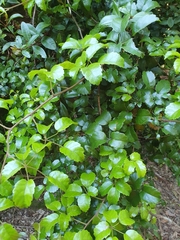 Rubus australis