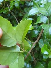 Rubus australis