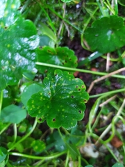 Puccinia glechomatis