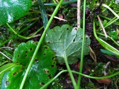 Puccinia glechomatis