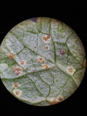 Puccinia glechomatis