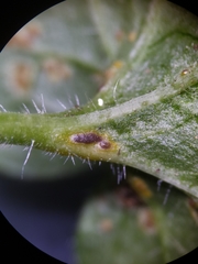 Puccinia glechomatis