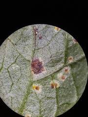 Puccinia glechomatis