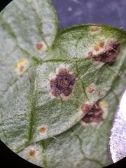 Puccinia glechomatis