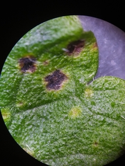 Puccinia glechomatis