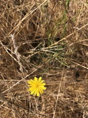 Agoseris apargioides