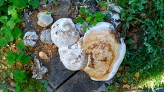 Fomes fomentarius