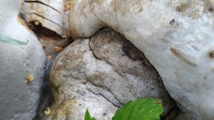 Fomes fomentarius