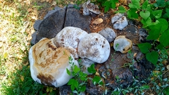 Fomes fomentarius
