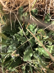 Agoseris apargioides