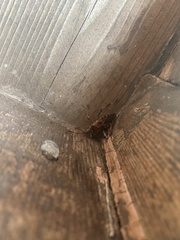 Leptoglossus clypealis