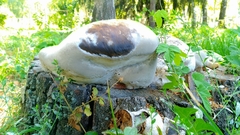 Fomes fomentarius