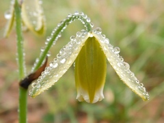 Albuca acuminata