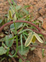 Albuca acuminata