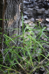 Carex muskingumensis