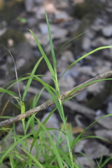 Carex muskingumensis