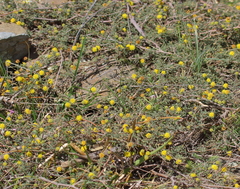 Mimosa rocae