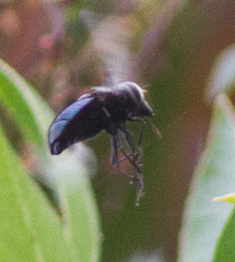 Copestylum violaceum