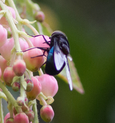Copestylum violaceum