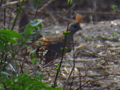 Callipepla douglasii