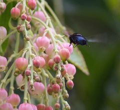 Copestylum violaceum