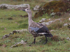 Cyanochen cyanoptera