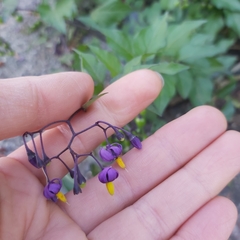 Solanum dulcamara