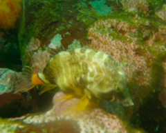 Rhamphocottus richardsonii