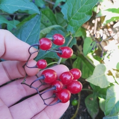 Solanum dulcamara