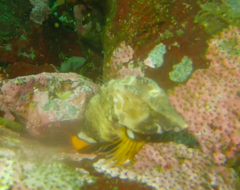 Rhamphocottus richardsonii