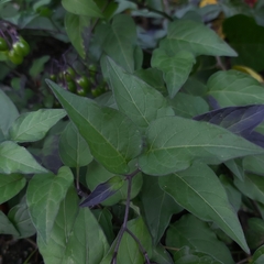 Solanum dulcamara